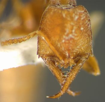 Media type: image; Entomology 34785   Aspect: head frontal view